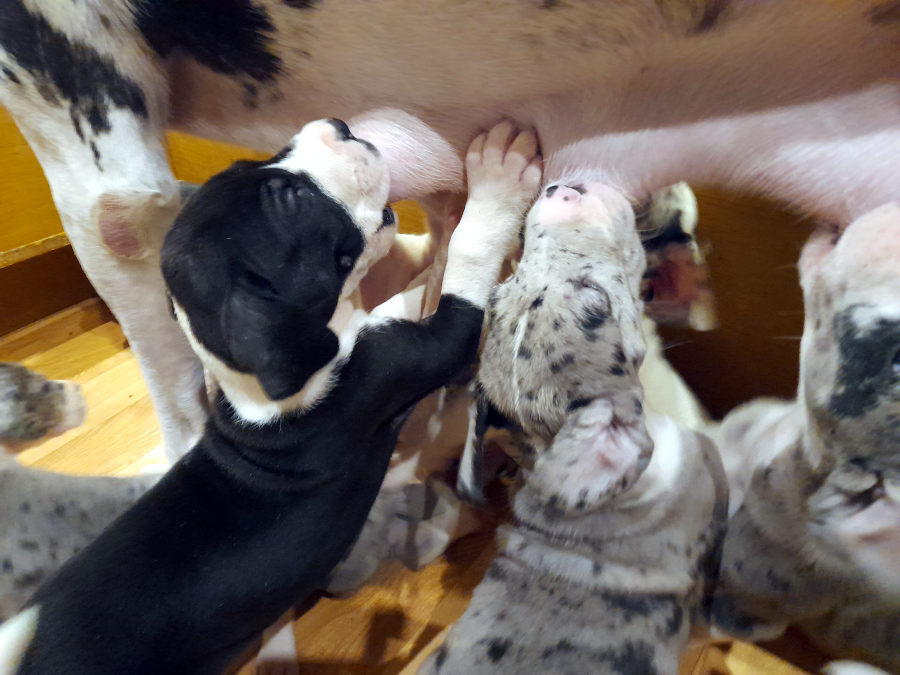 Doggenwelpe am Ges&auml;uge